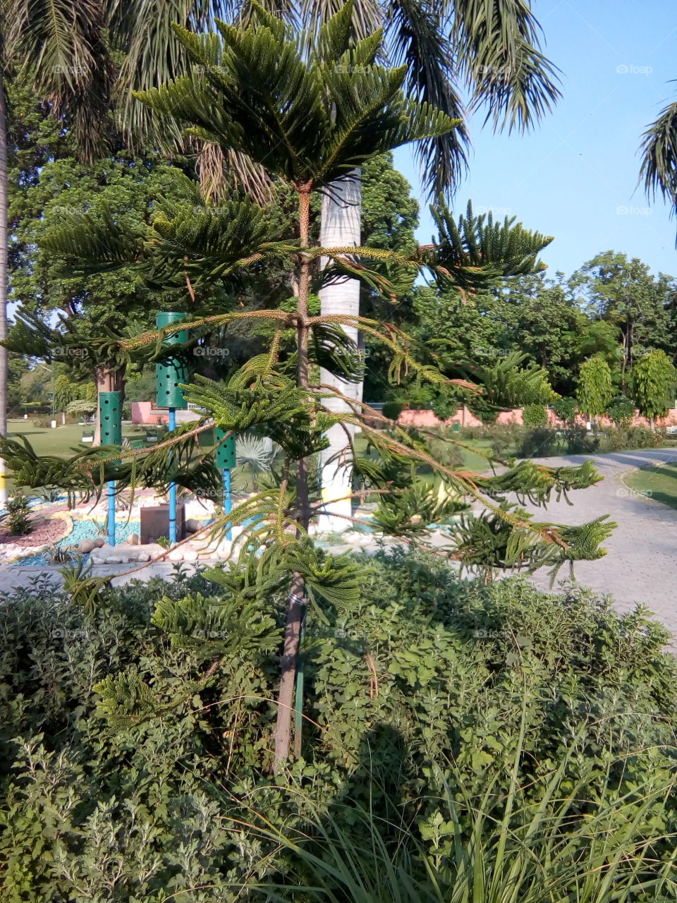 beautiful plants in a garden