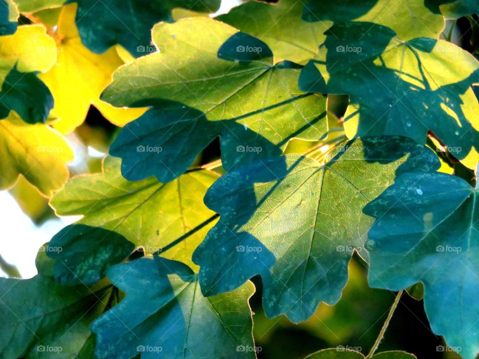 evening sun in leaves