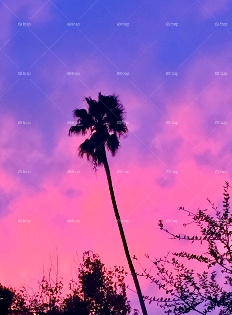 Pasadena Palm Sunset