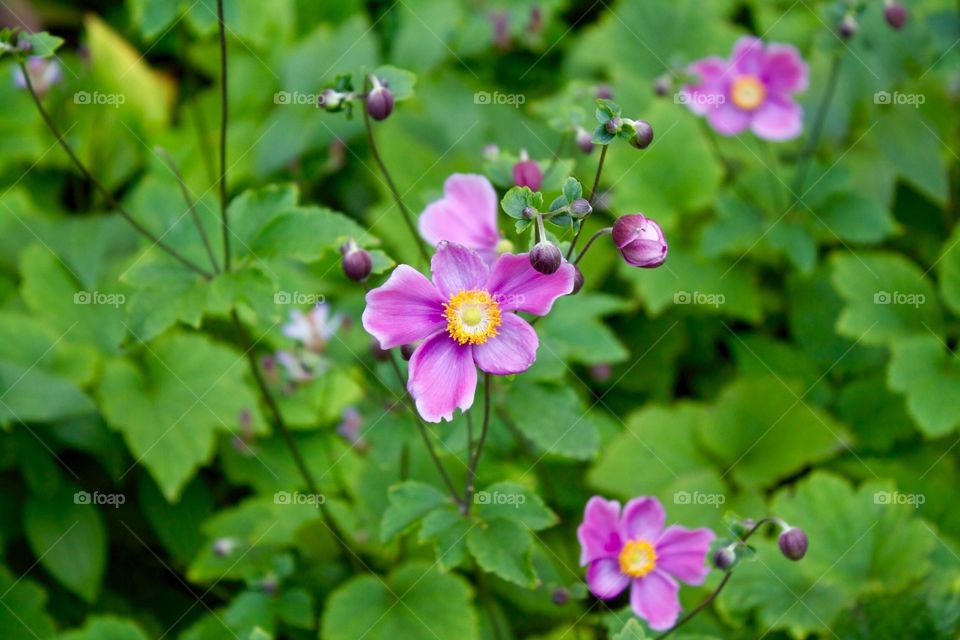 Purple flower 🌸 