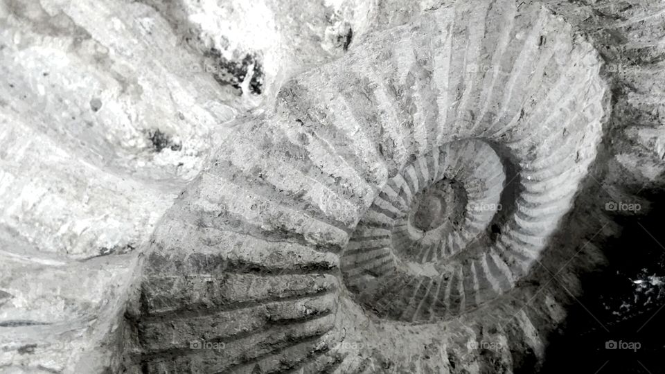 Ammonite fossil