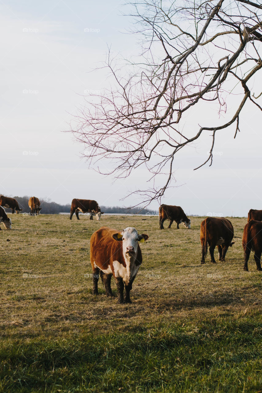 Cows in a field.