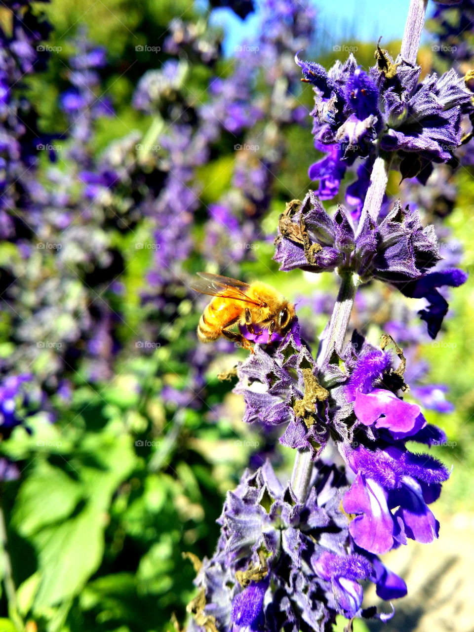 In the garden... flowers and pollinators! 🌼🐝🐞