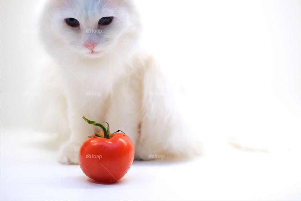 White norwegian forest cat and tomato