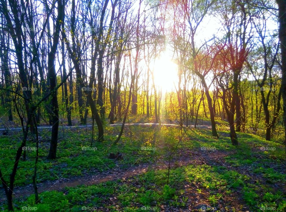 Forest at sunset