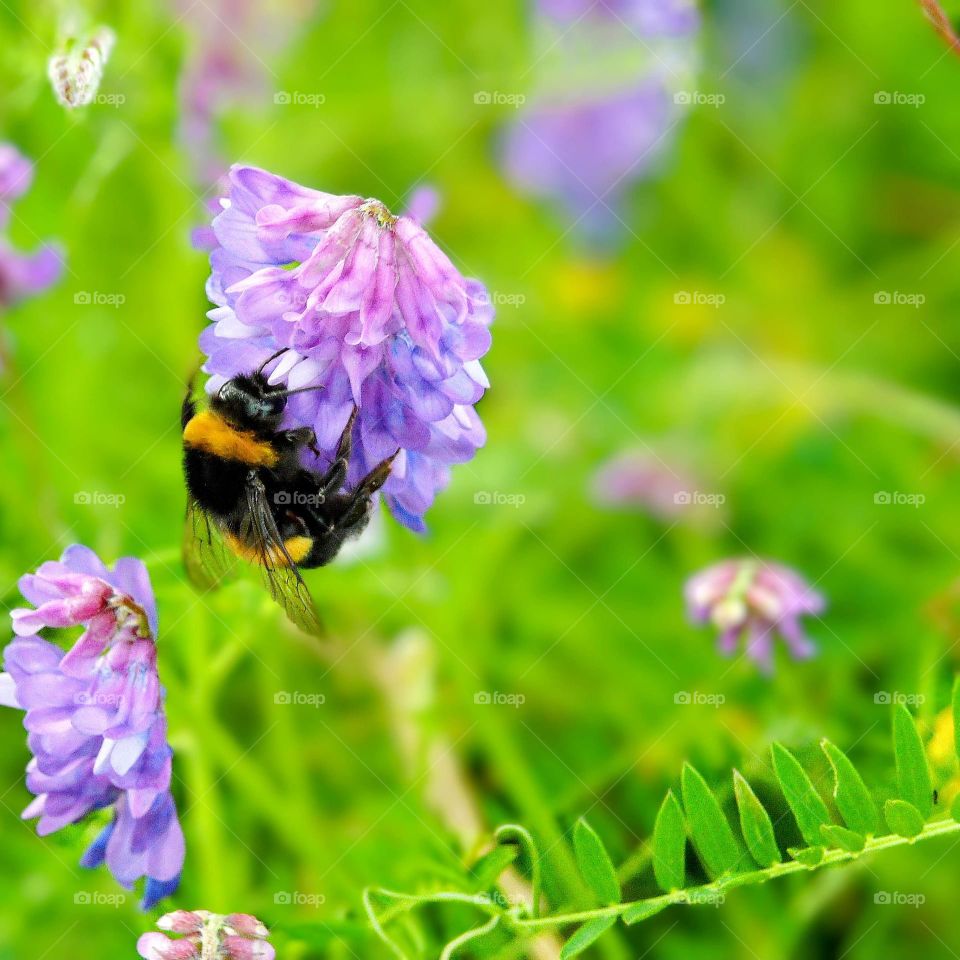 Bee on the flower