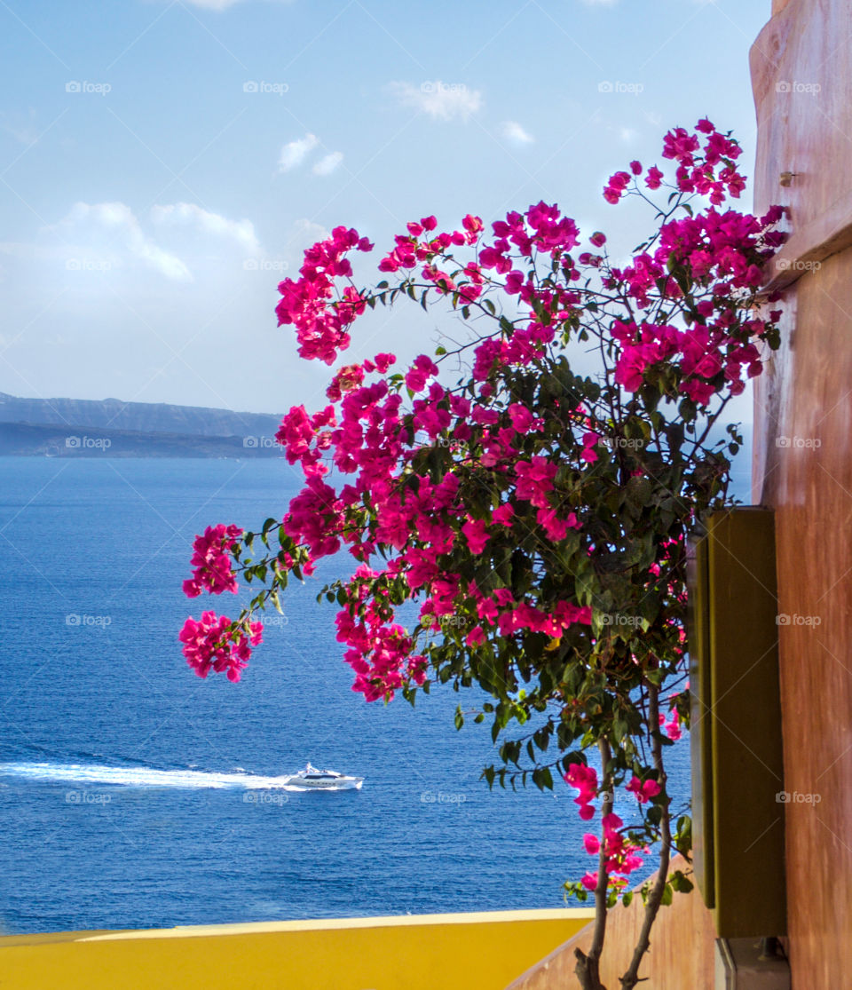 Bougainvillea growing on plant against buildings at Santorini