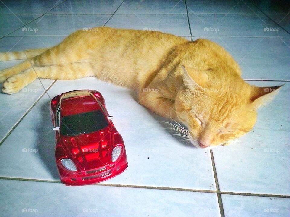 Cat and car