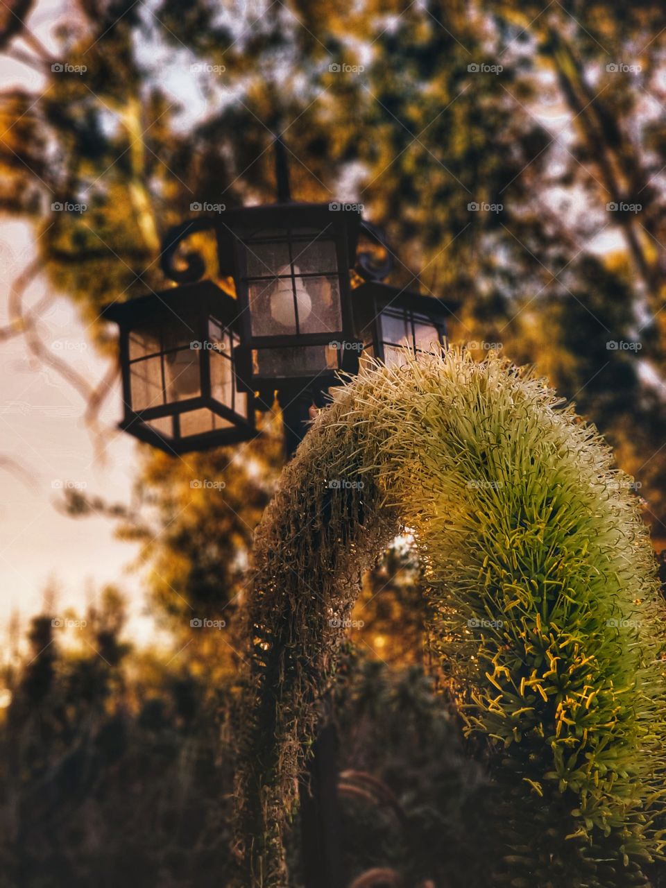unique plants during sunset in San Diego