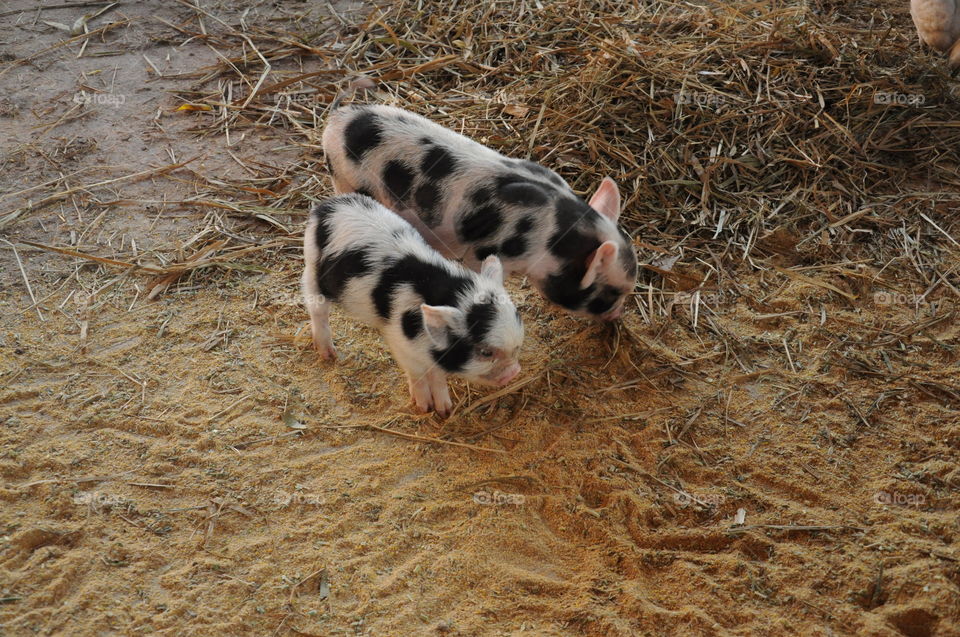 Animals from Brazil