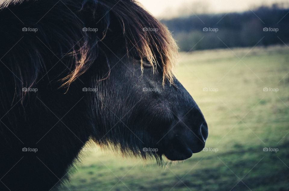 Black shetlander