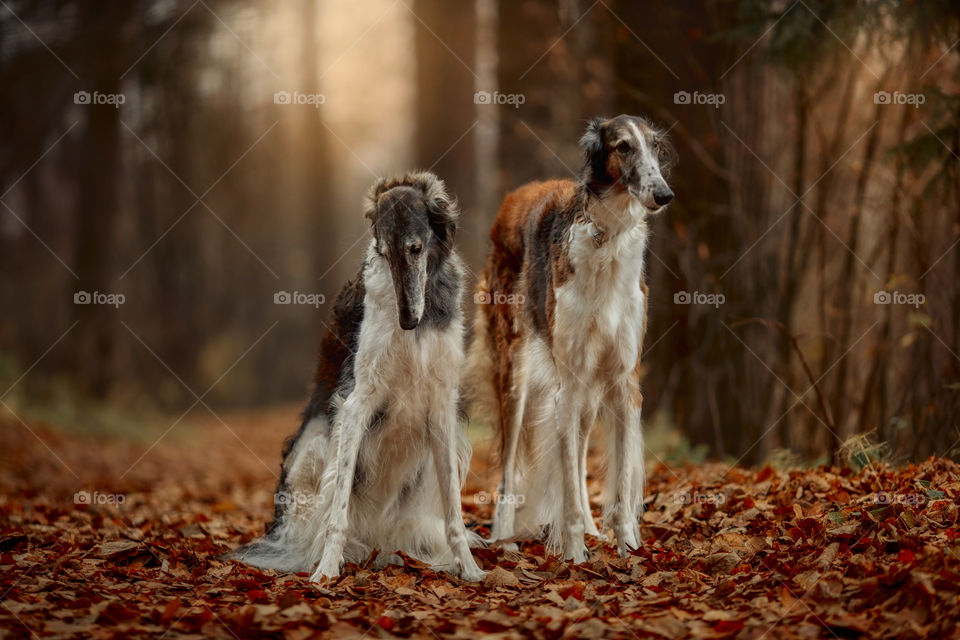 Russian borzoi dogs portrait in an autumn park