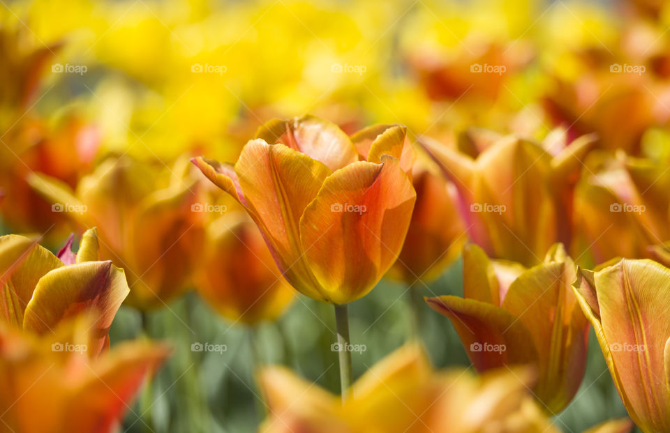 yellow tulips in flowerbed.  gold of spring concept