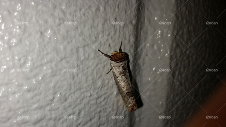 Moth