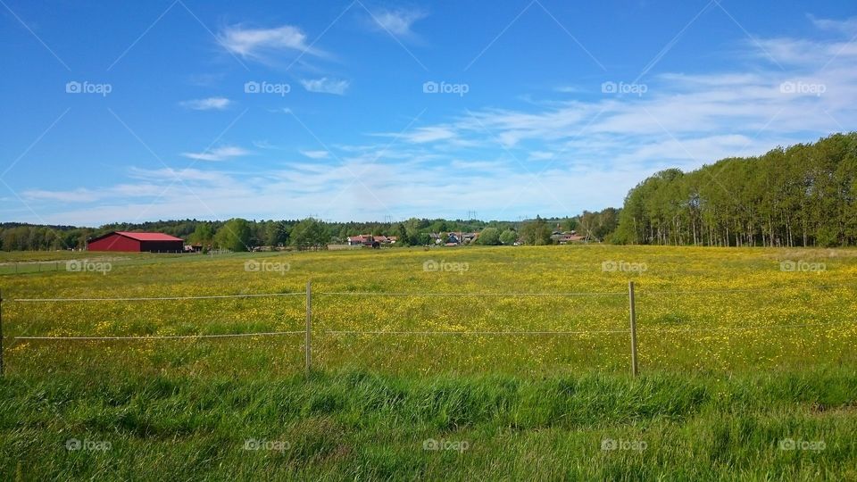 meadow of buttercups. meadow of buttercups