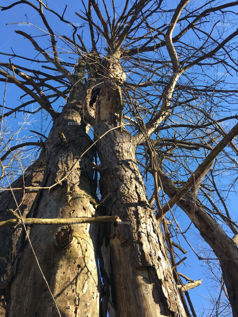 Tree, No Person, Wood, Nature, Bark