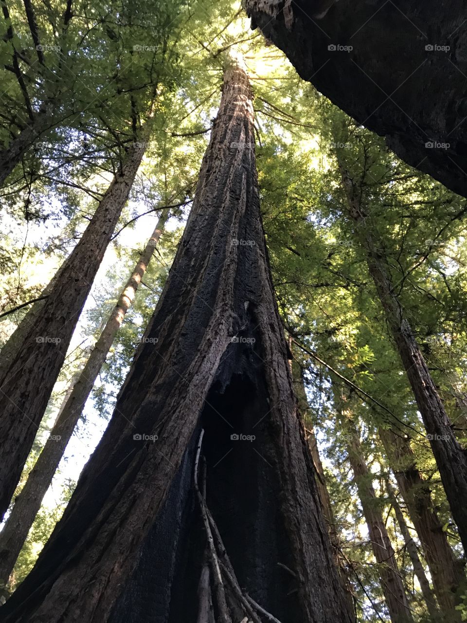 Twisted Redwoods