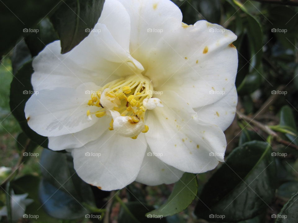 Nature, Leaf, Flower, No Person, Flora