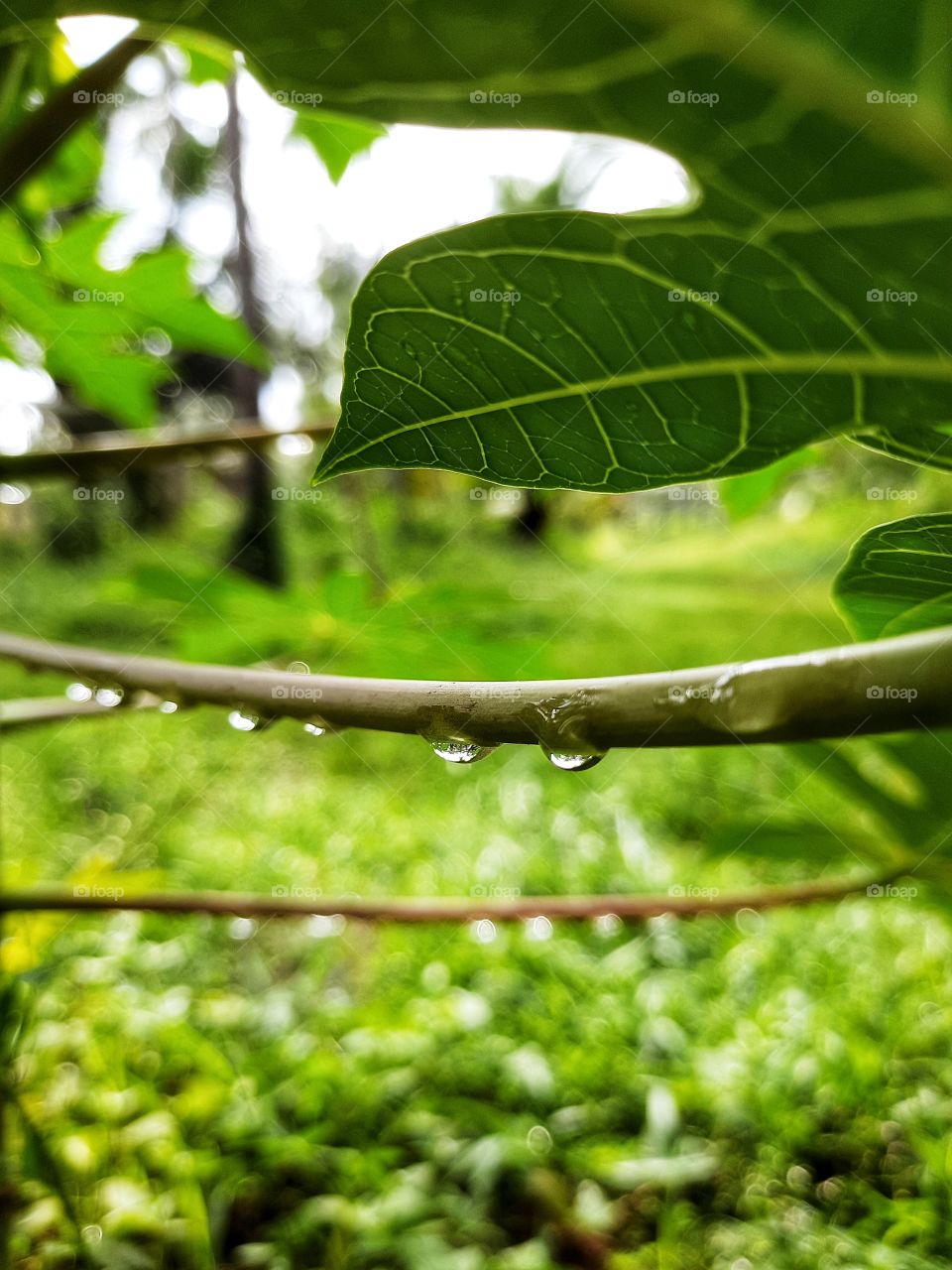 raindrops hang on a little papaya branch.