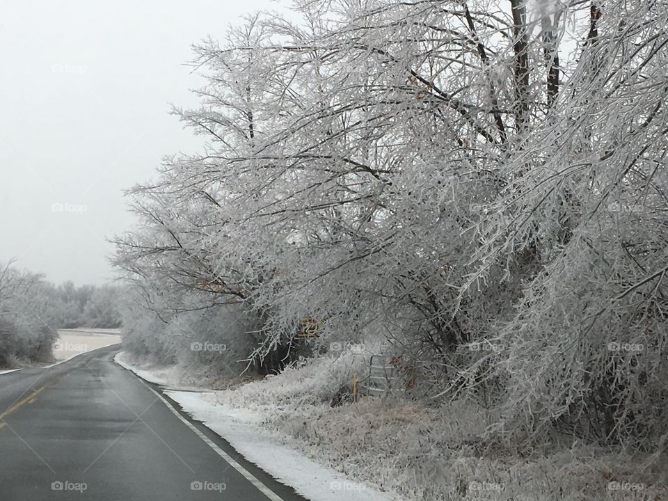Ice covered trees