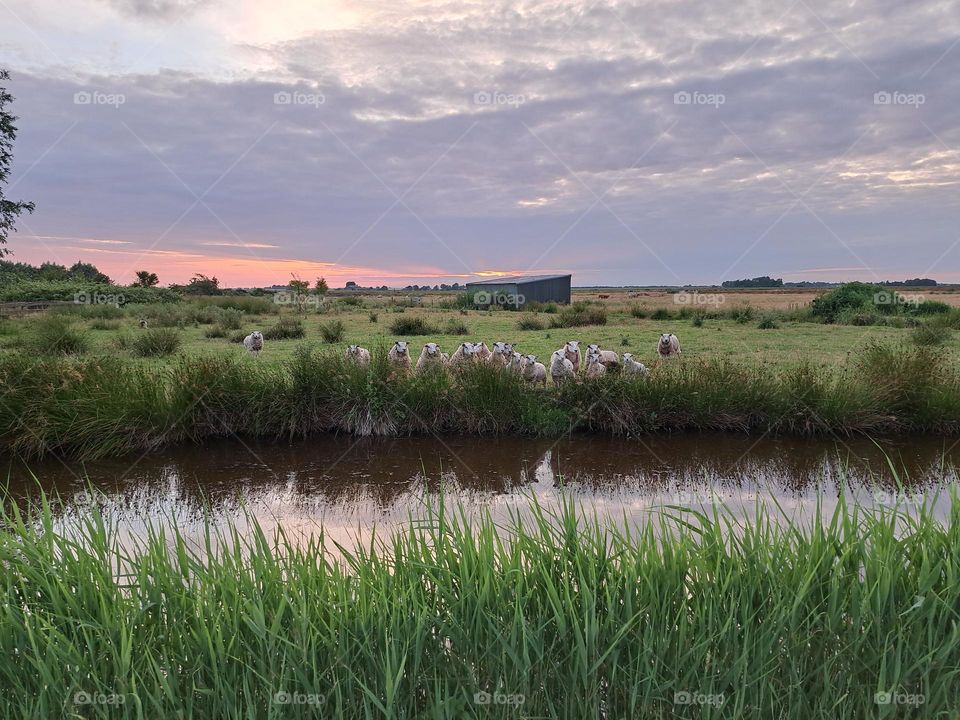 A curious herd of sheep