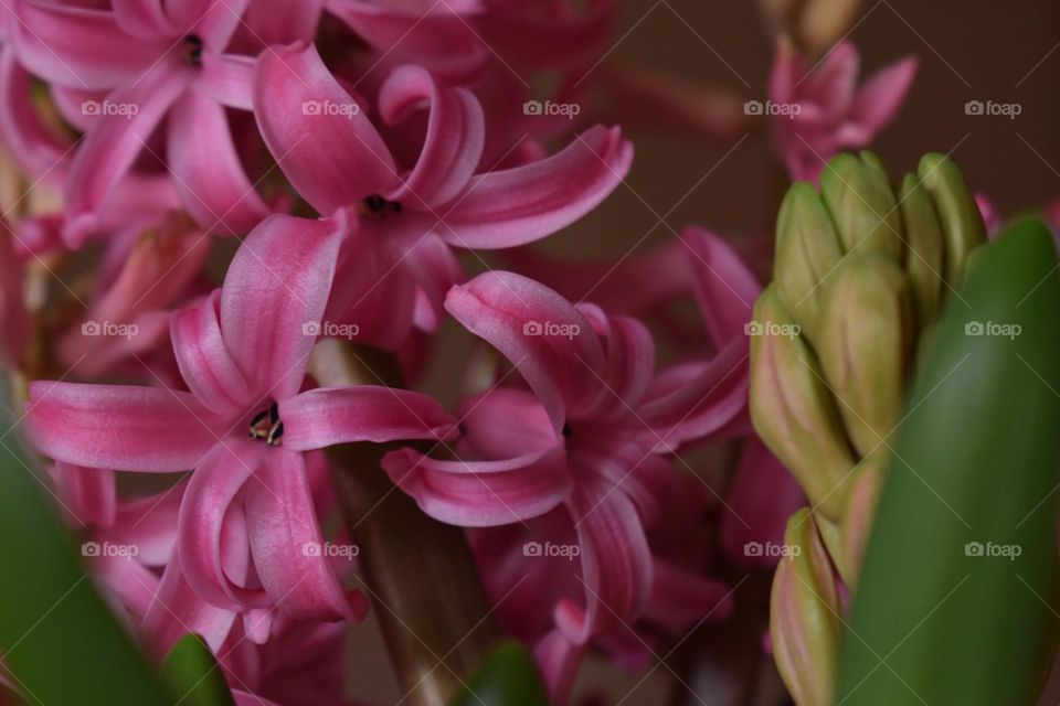 pink flowers