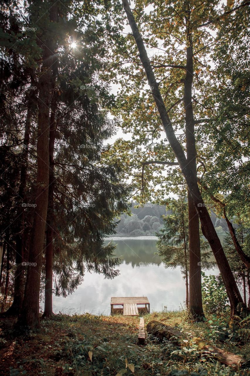 Summer landscape with pond