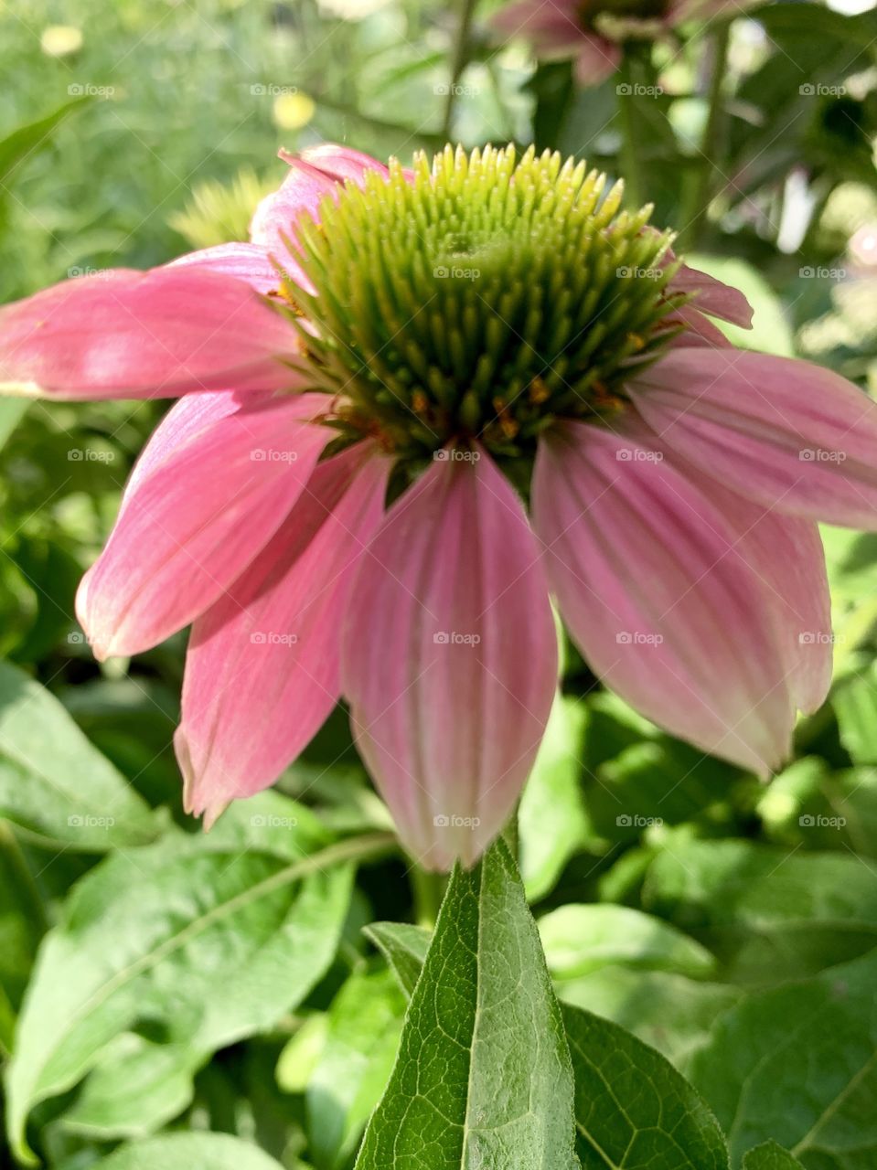 Backlit Coneflower and leaves