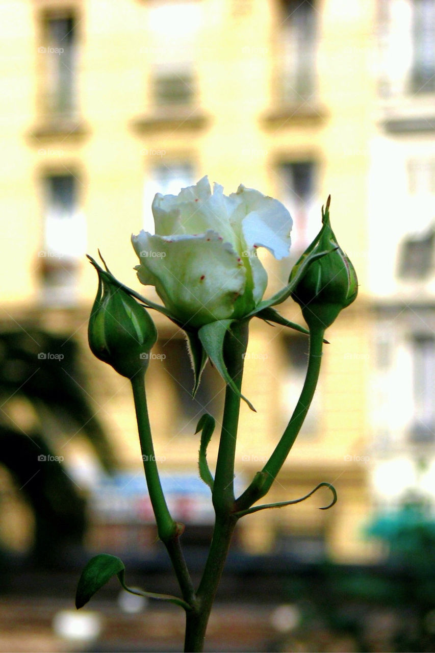 ROSE AND BUDS