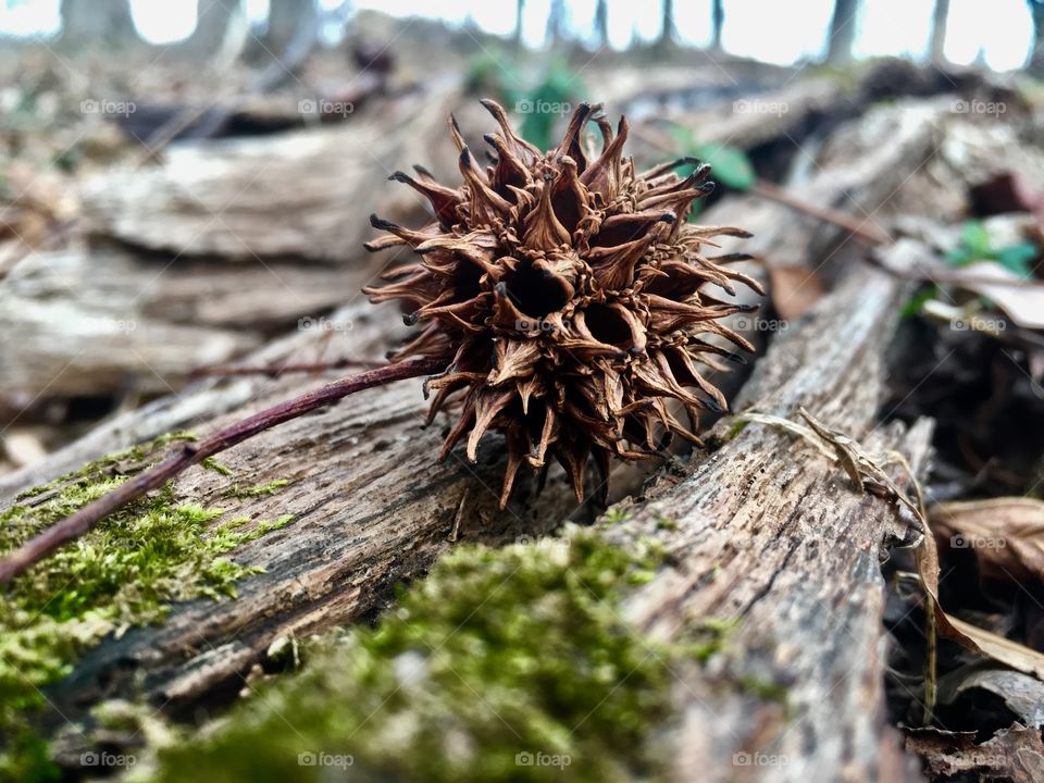 American sweetgum ball resting on a mossy log