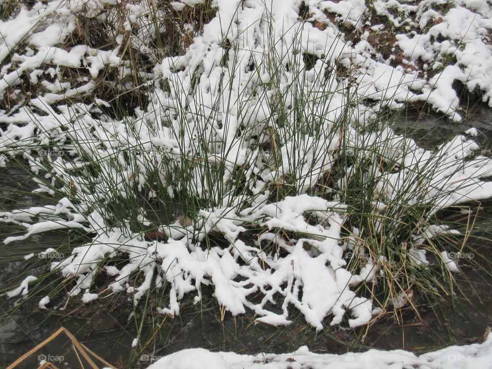 Bog Grass In The Snow