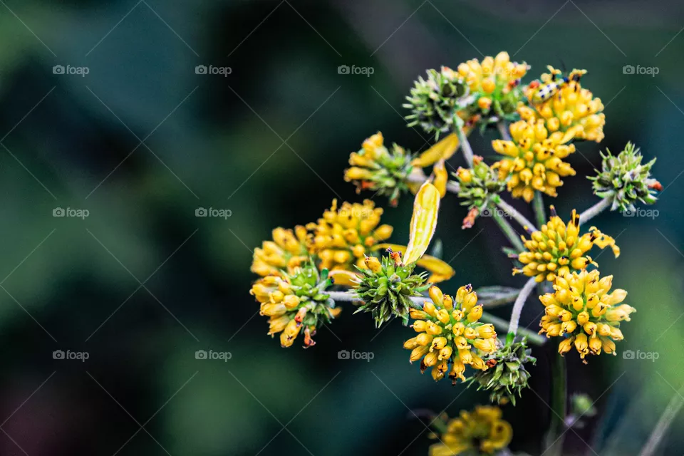 yellow wild flowers