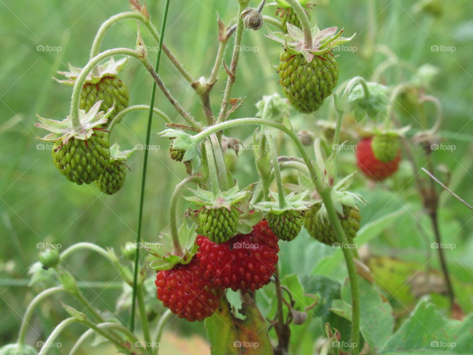 wild berry - wild strawberry
