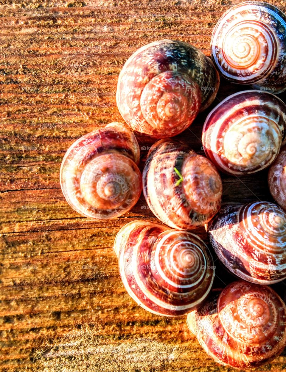 Snails texture on wood