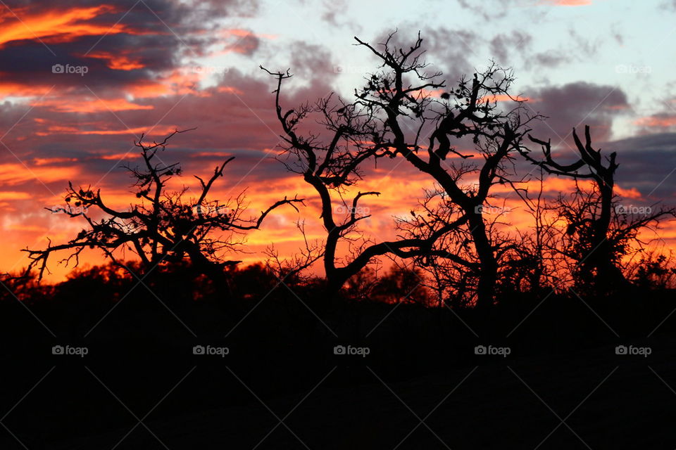 Silhouette of trees during sunset