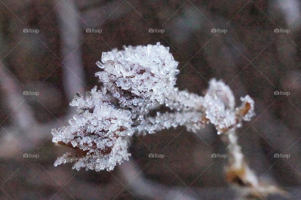 Two little buds covered in ice crystals after a very cold night !