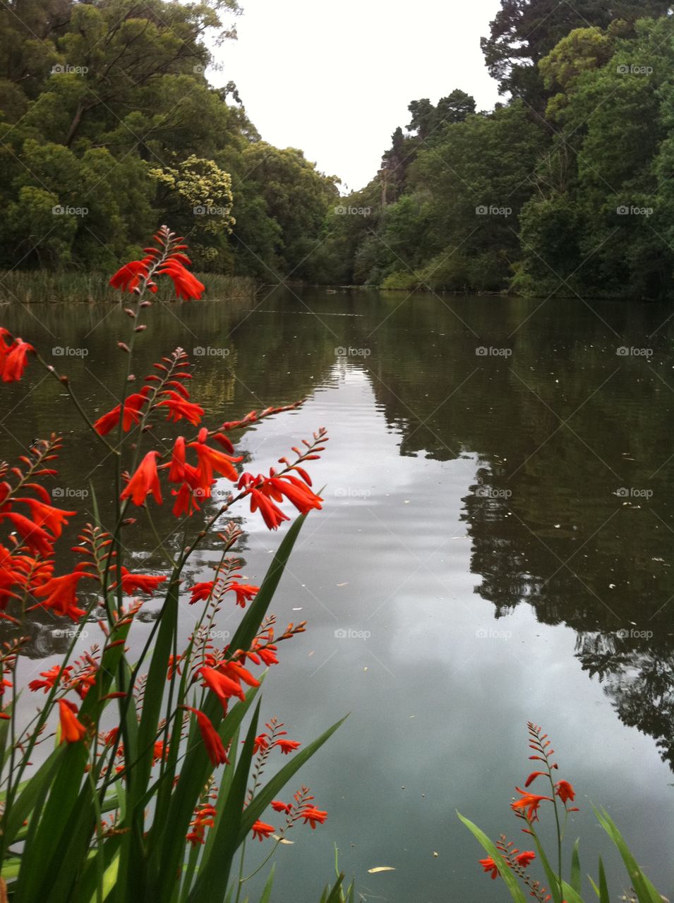 Water and red flowers