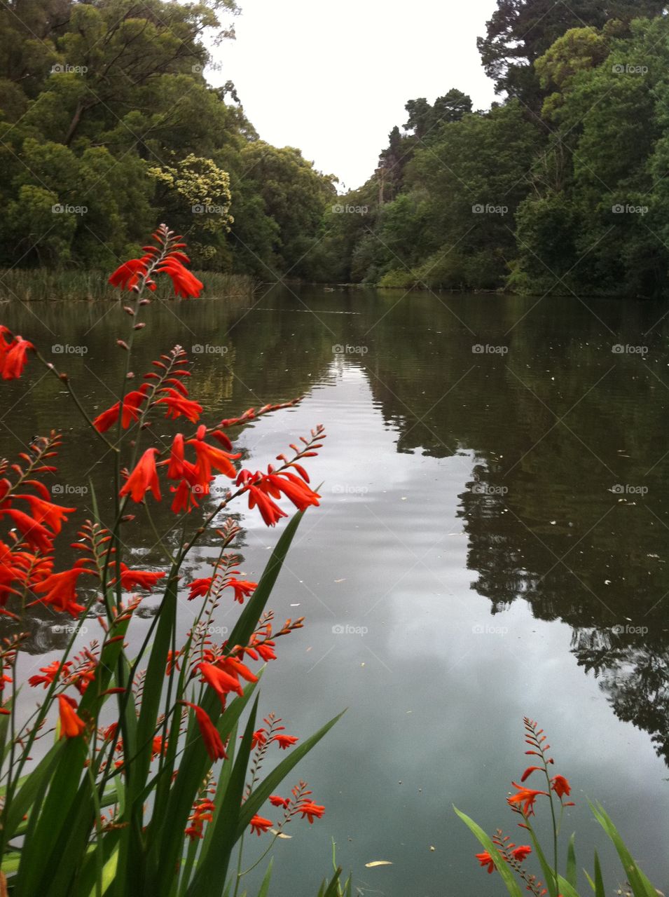 Water and red flowers
