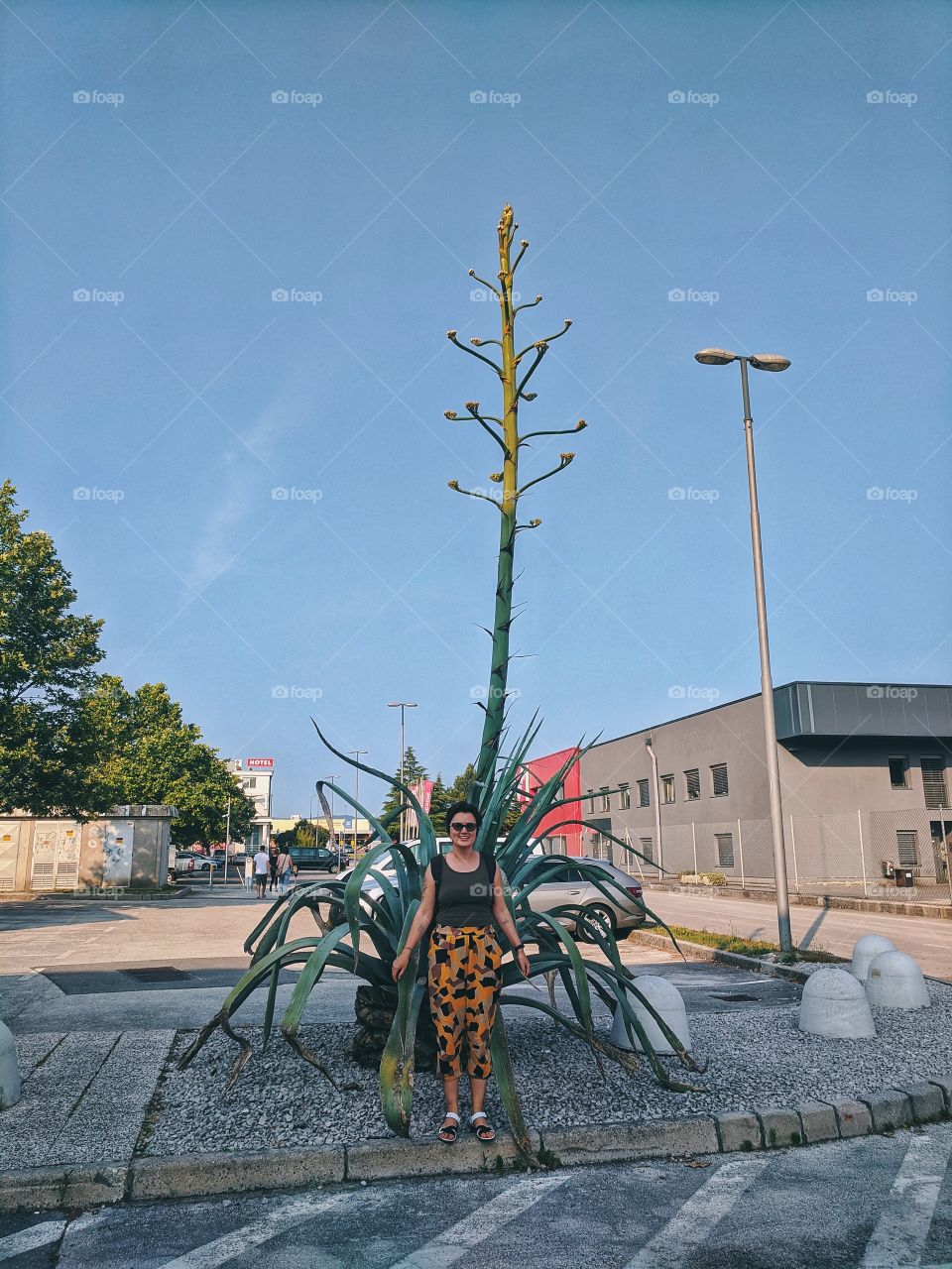 A huge blooming agave in a city the size of an entire apartment building.