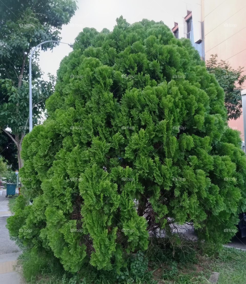 Zhou tree outside my door