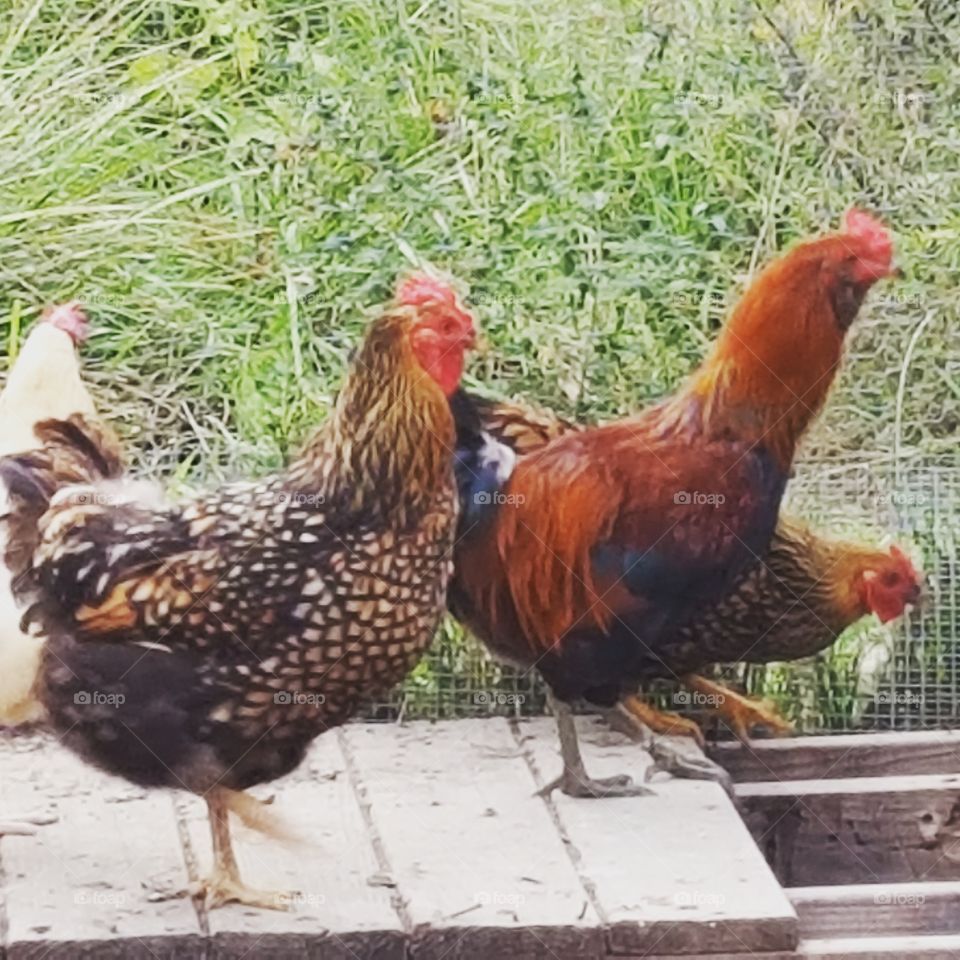 rooster and hen