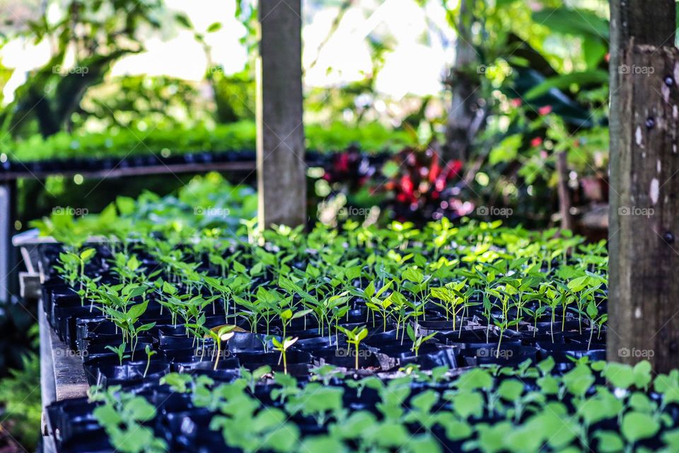 New growing seedlings in black poly bag in lines in a green house 