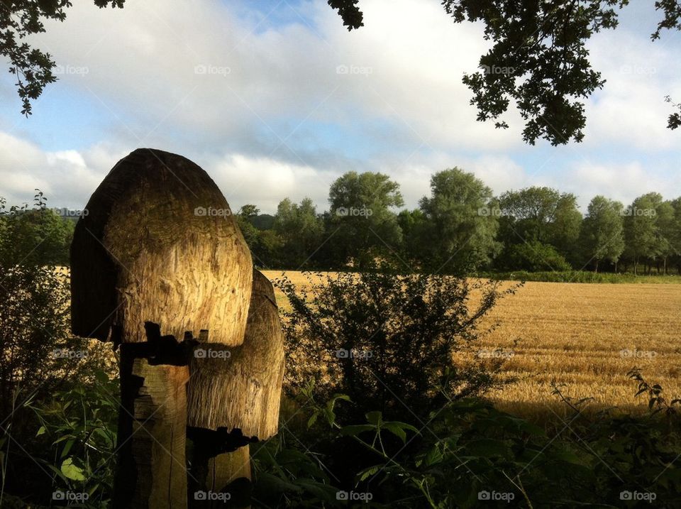 View of trees and grass in field