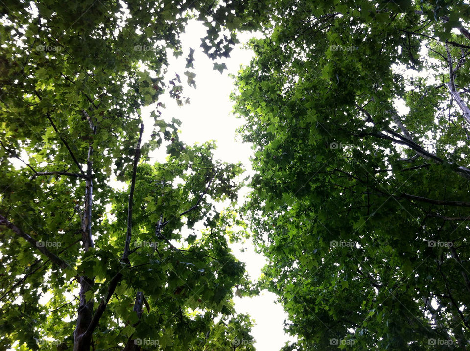 sky green trees cloudy by pixelakias