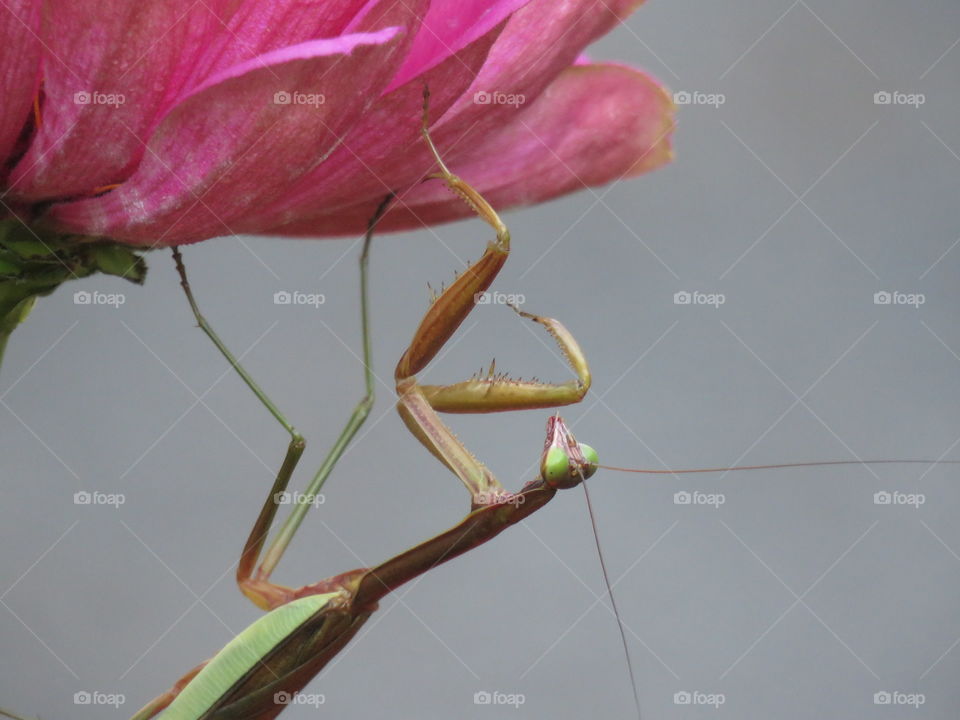 Praying mantis climbing flower