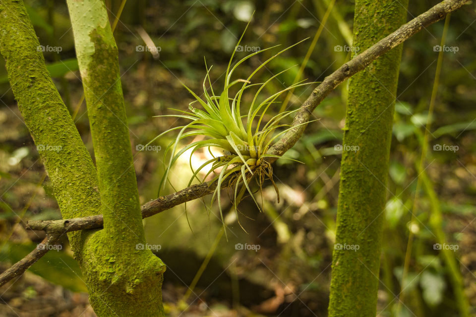 Growing on a tree