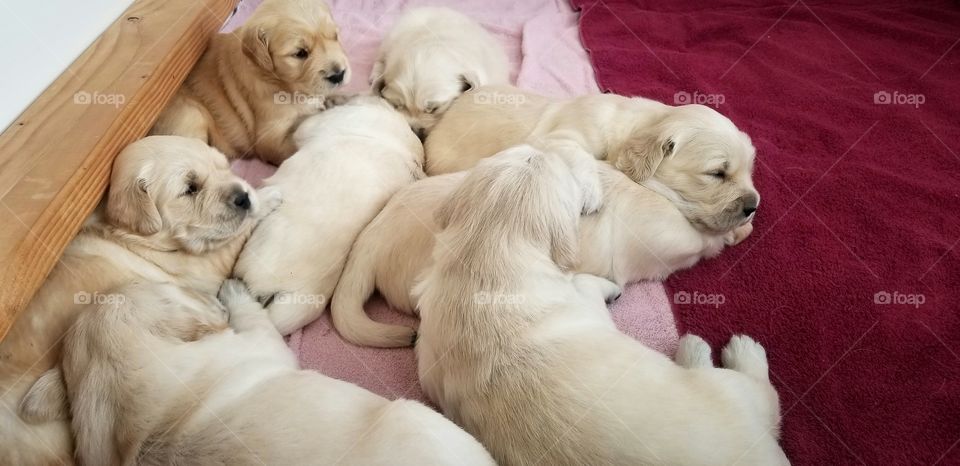 Golden Retriever Puppies