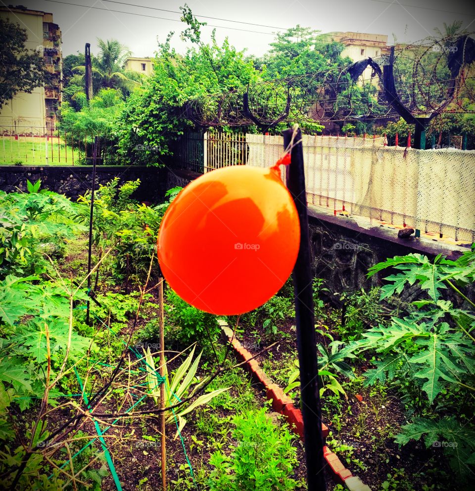 Art Among Natural Beauty
Orange Colour Baloon Hanging at Pole Among Garden