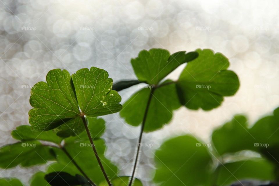 Close-up of green leaves on the window with sparkling background of raindrops