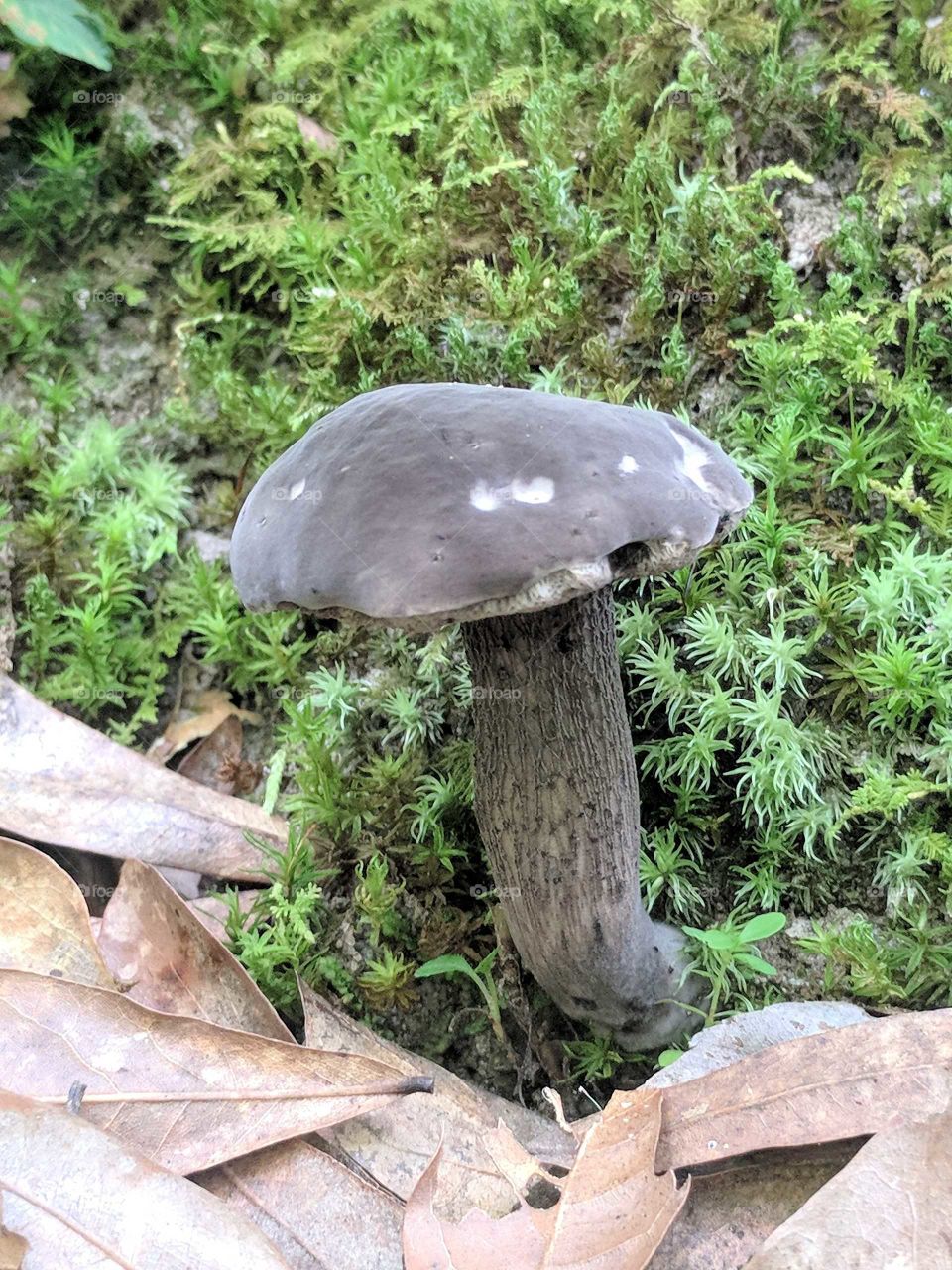 Grey Mushroom